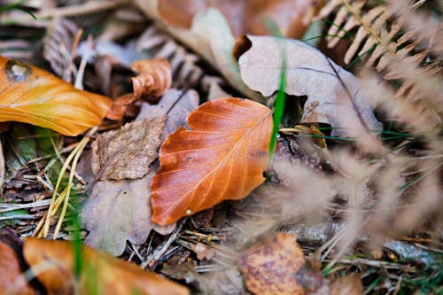 Immagine gratuita di autunno, avvicinamento, cadere