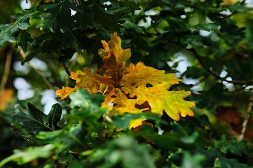 Photos gratuites de automne, fermer, feuilles