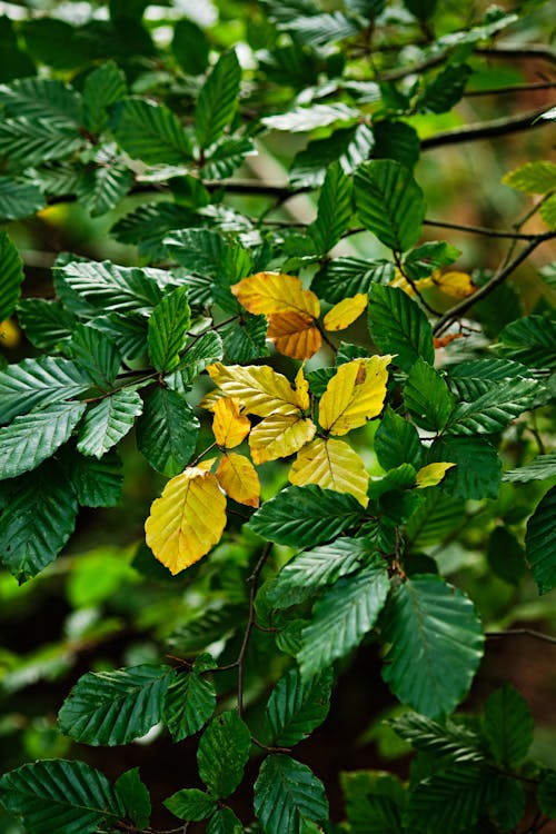 Photos gratuites de fermer, feuilles, frais