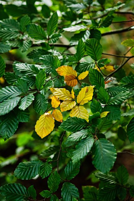 Close-up of green and yellow leaves in a Penrith forest, showcasing nature's transition.