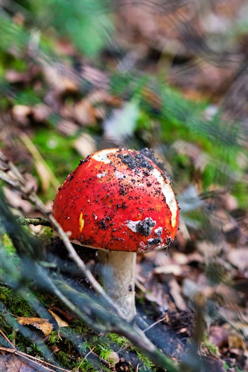 Red Fly Agaric Mushroom