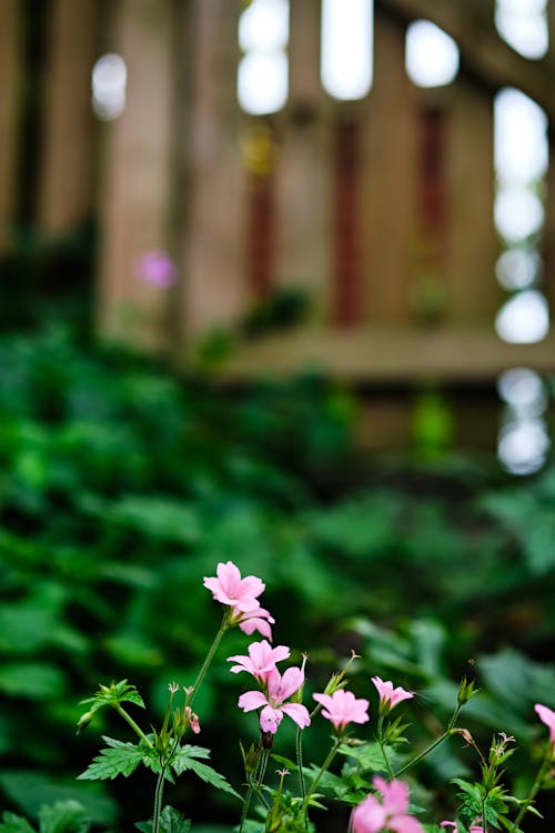 Photos gratuites de croissance, délicat, fleurs roses