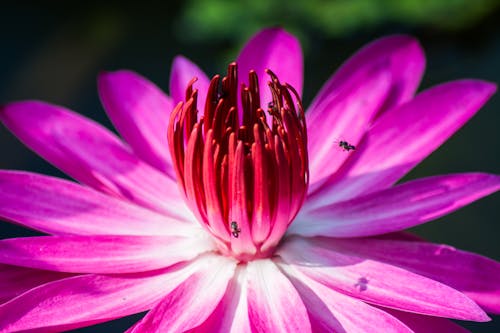 pink lotus half bloom with bees
