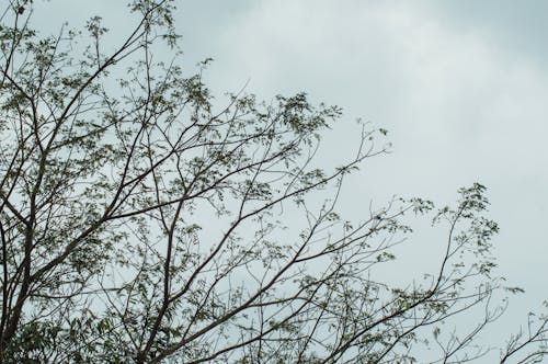가지, 나무, 영화 같은 하늘의 무료 스톡 사진
