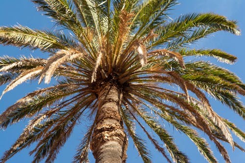 Kostenloses Stock Foto zu blätter, blauer himmel, palme