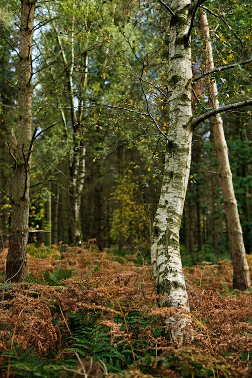 Birch Trees in the Forest