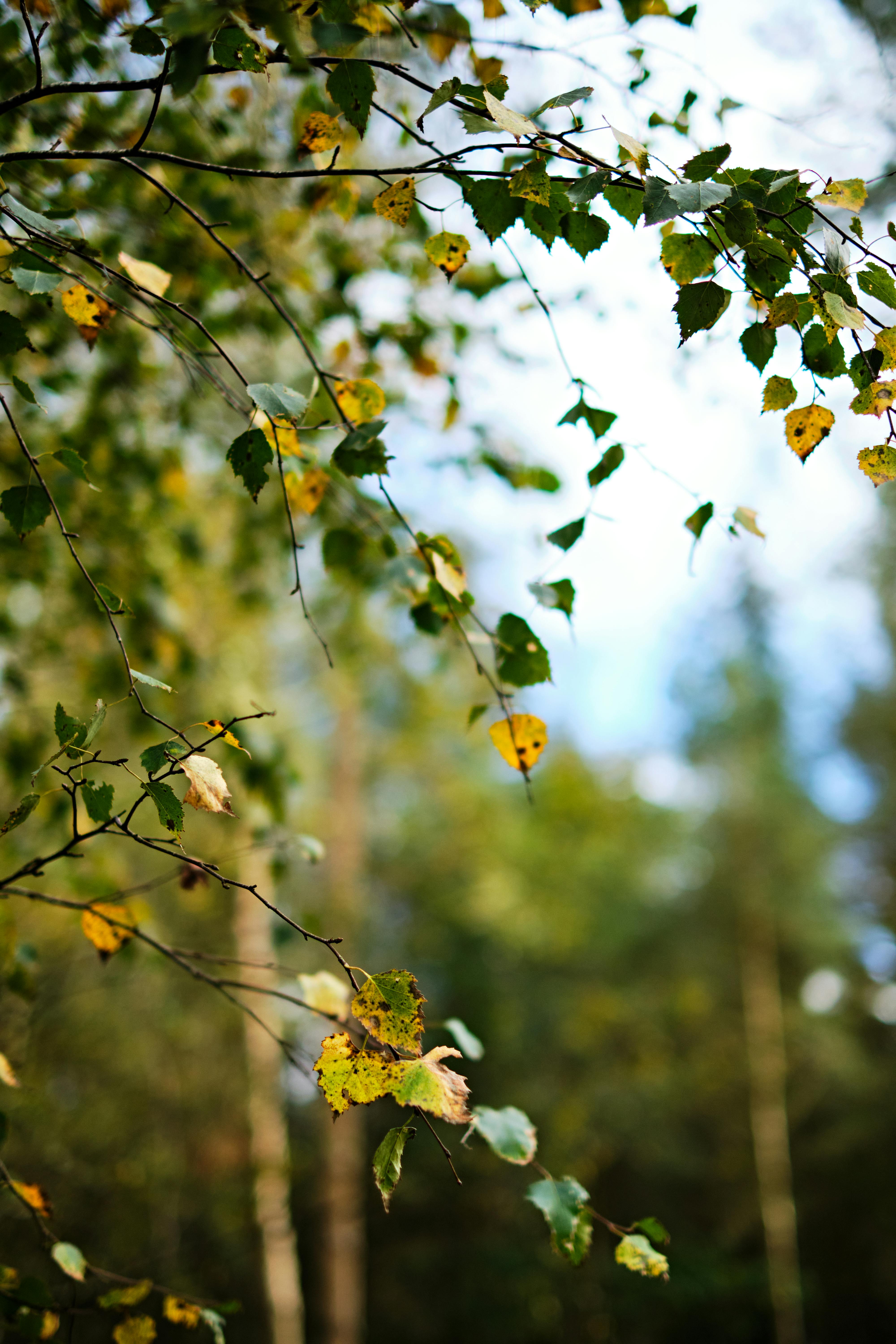 Close-up of birch branches and leaves in Penrith, England's tranquil forest.