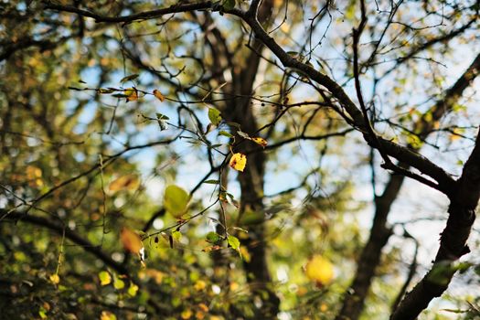 Selective focus on branches with autumn leaves in Penrith forest, England.