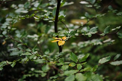 Free Focused image of green foliage with a hint of yellow, capturing natural beauty in Penrith forest, England. Stock Photo