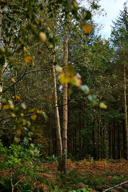 Tree with a Double Trunk in an Autumn Forest