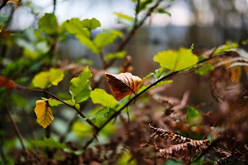 Leaves on a Tree