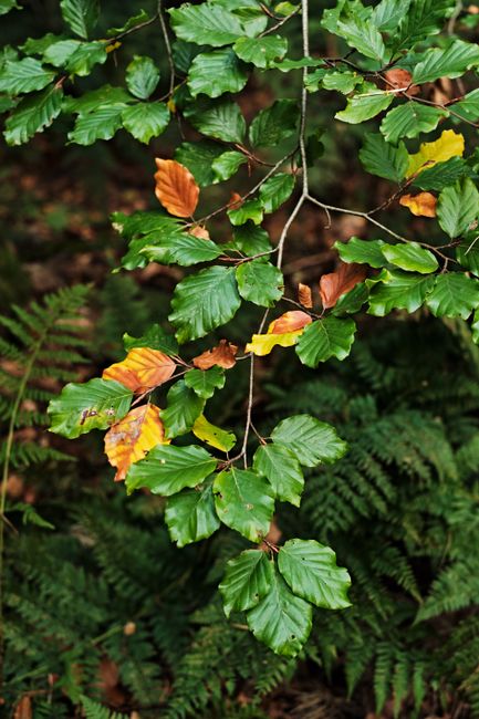 Vibrant green and orange leaves in a Penrith forest during autumn.