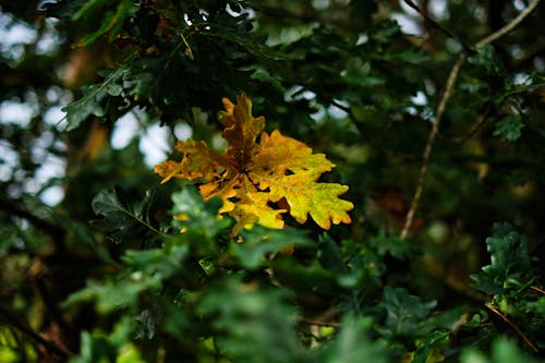 Close-up Photo of Leaves on a Tree