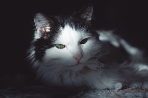 고양이, 그림자, 누워 있는의 무료 스톡 사진