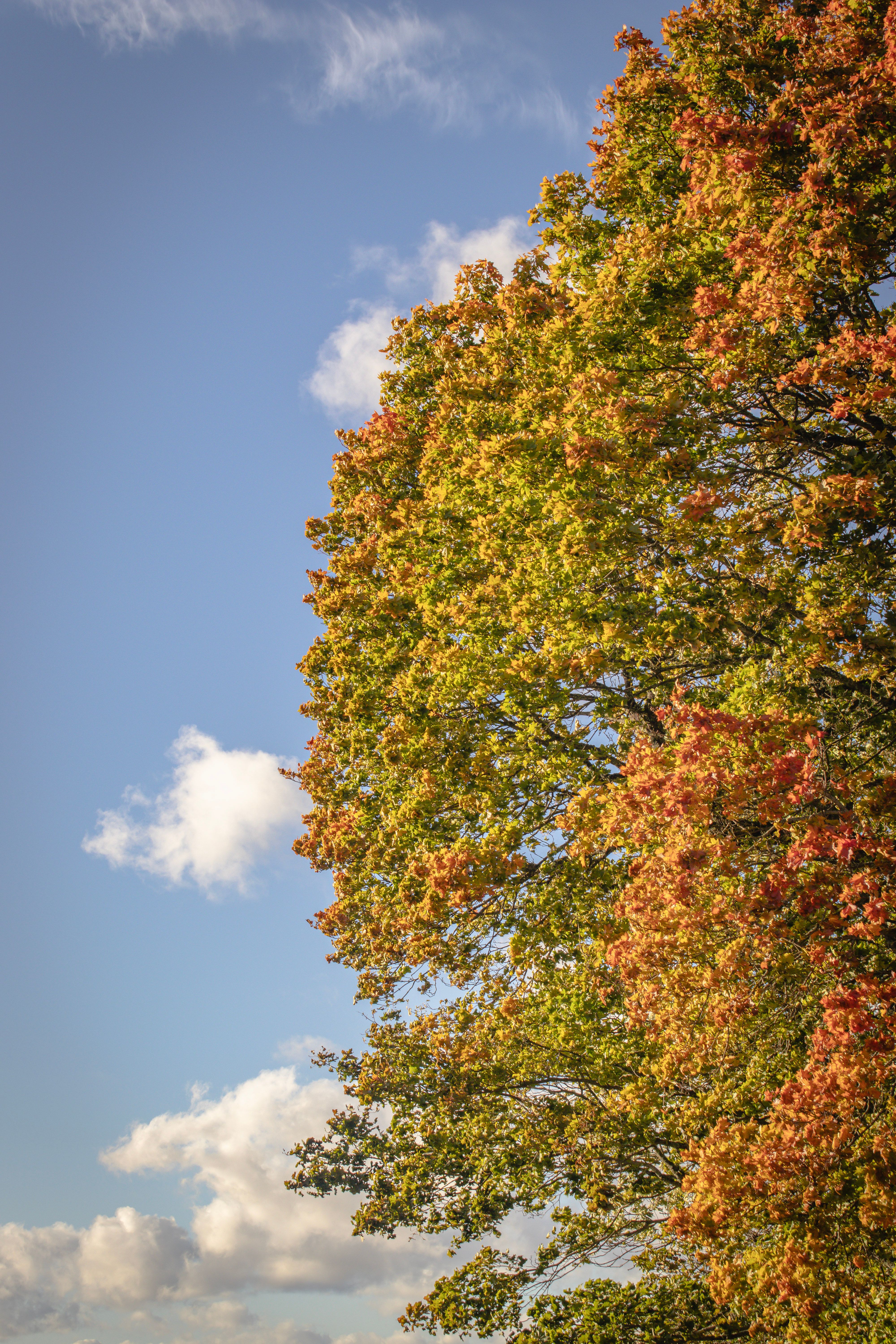 View of a Tree with Autumnal Leaves on the Background of Blue Sky ...
