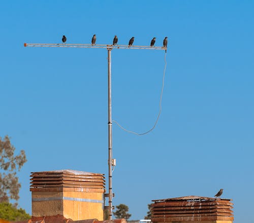 Free stock photo of birds, pajaros, rooftops