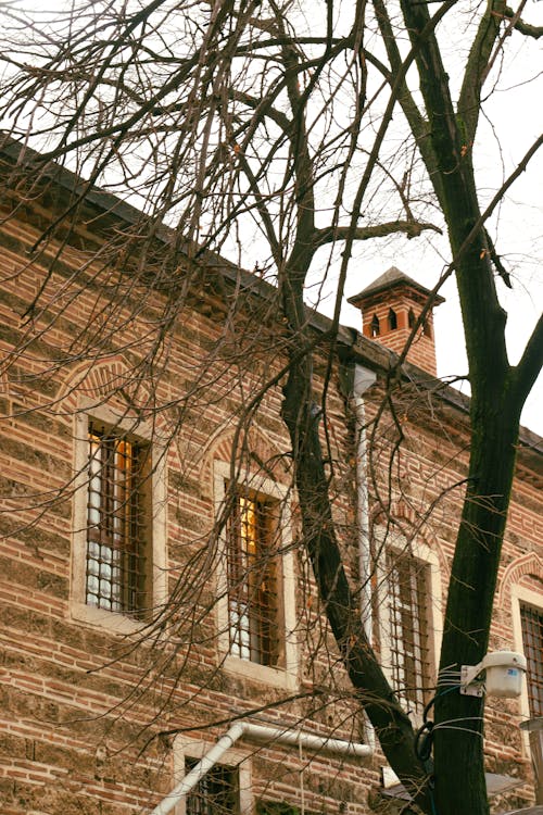 A Leafless Tree in front of a Building 