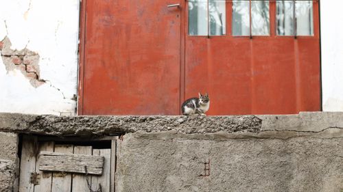 Free A stray kitten sitting by an aged, red door on a concrete wall. Stock Photo