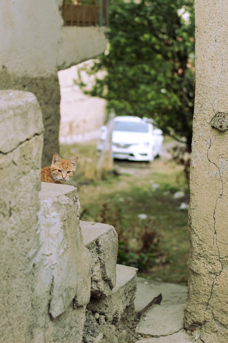 Ginger Cat Sitting On Concrete Steps