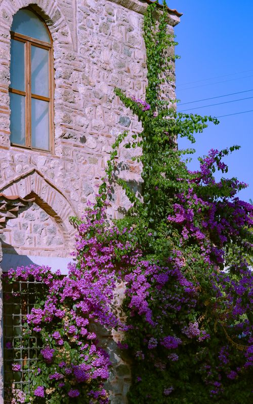Free Blooming bougainvillea climbing a stone wall in İznik, Türkiye. Stock Photo
