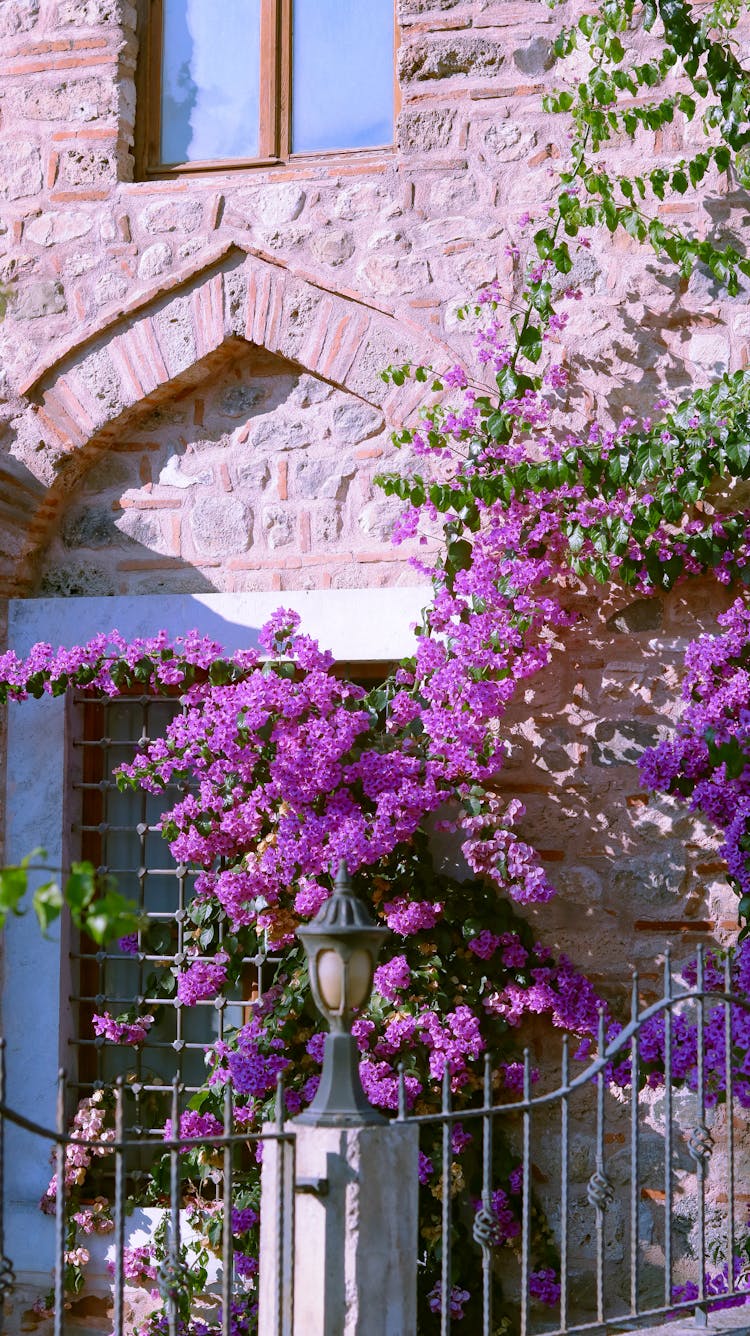 Purple Bougainvillea Flowers 