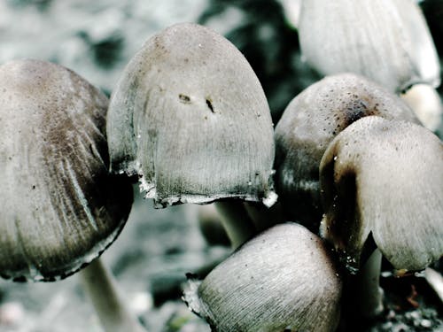 Imagine de stoc gratuită din ciuperci, shrooms