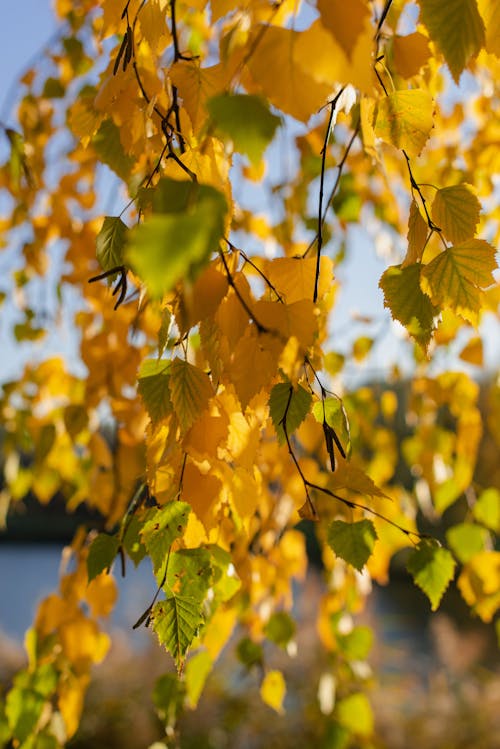 Autumn Leaves on Tree