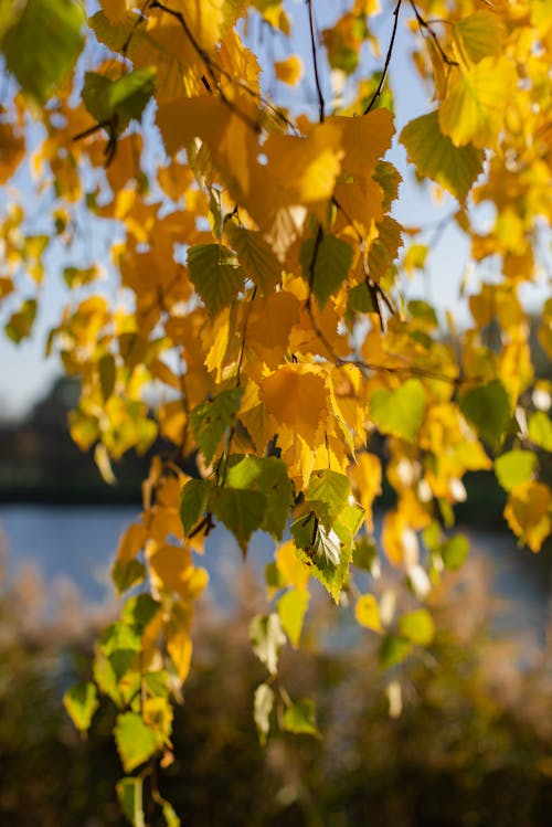Photos gratuites de arbre, automne, feuilles