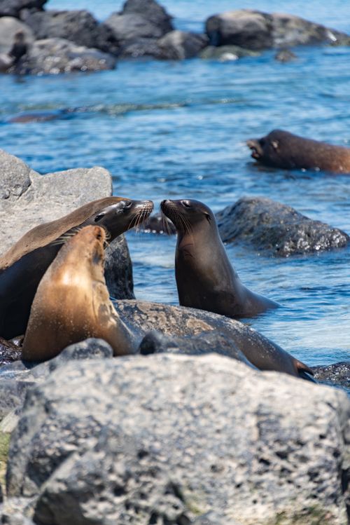 Free A group of sea lions interacting on a rocky shoreline by the ocean. Wildlife photography. Stock Photo