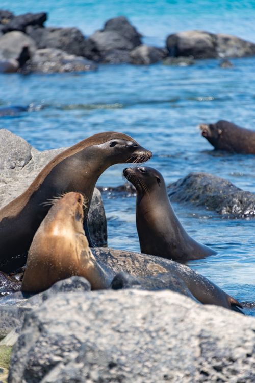 Free Seals interacting on a rocky coast, perfect for marine wildlife themes. Stock Photo