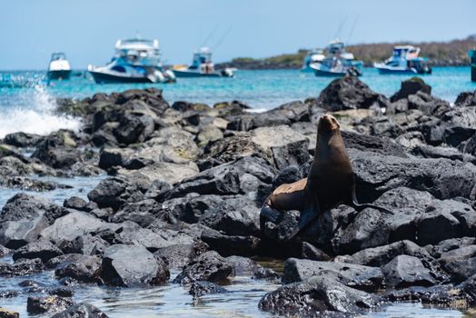 Sea lion resting on rocky shore with boats in the Galapagos Islands.