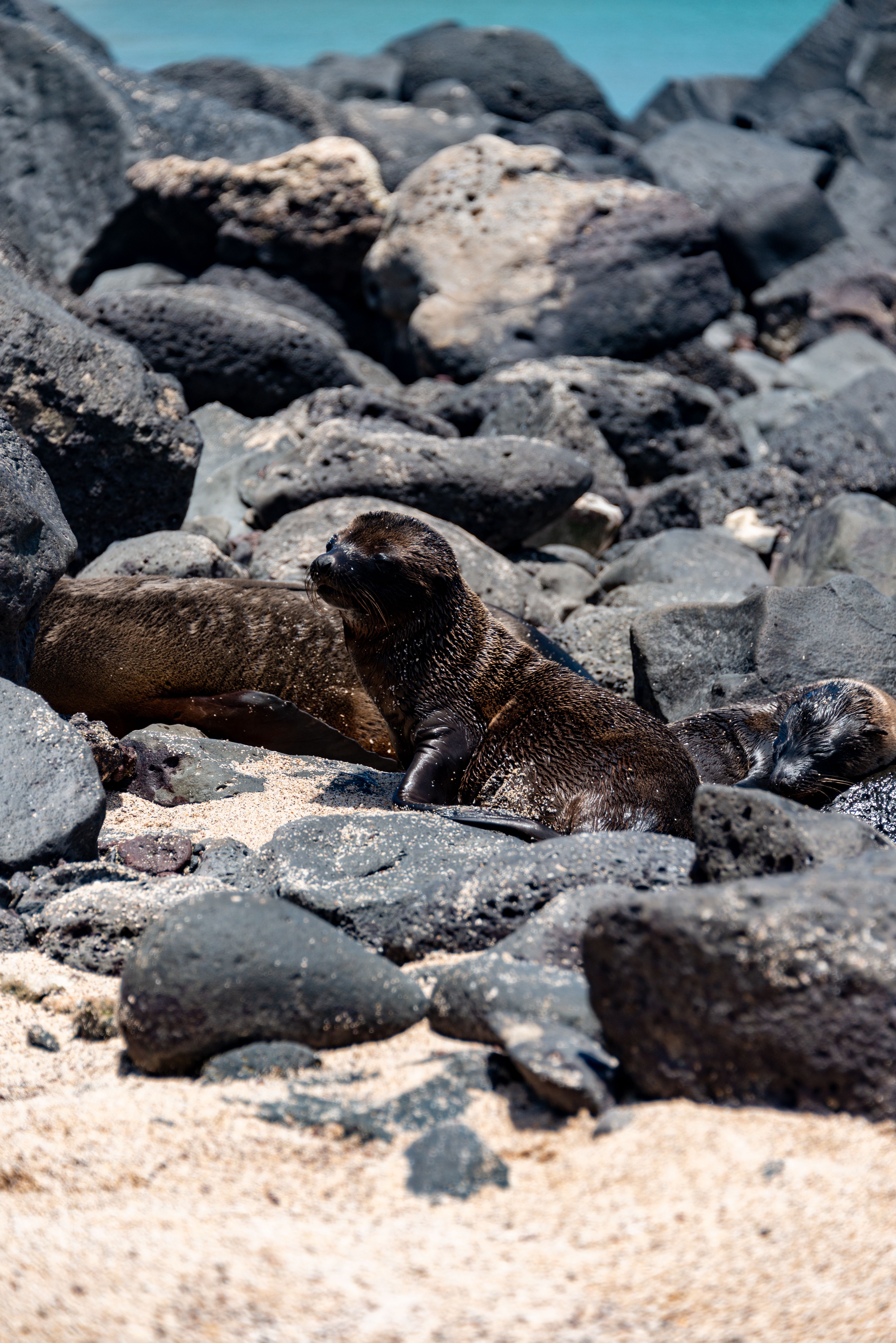 Seals on Rocks · Free Stock Photo