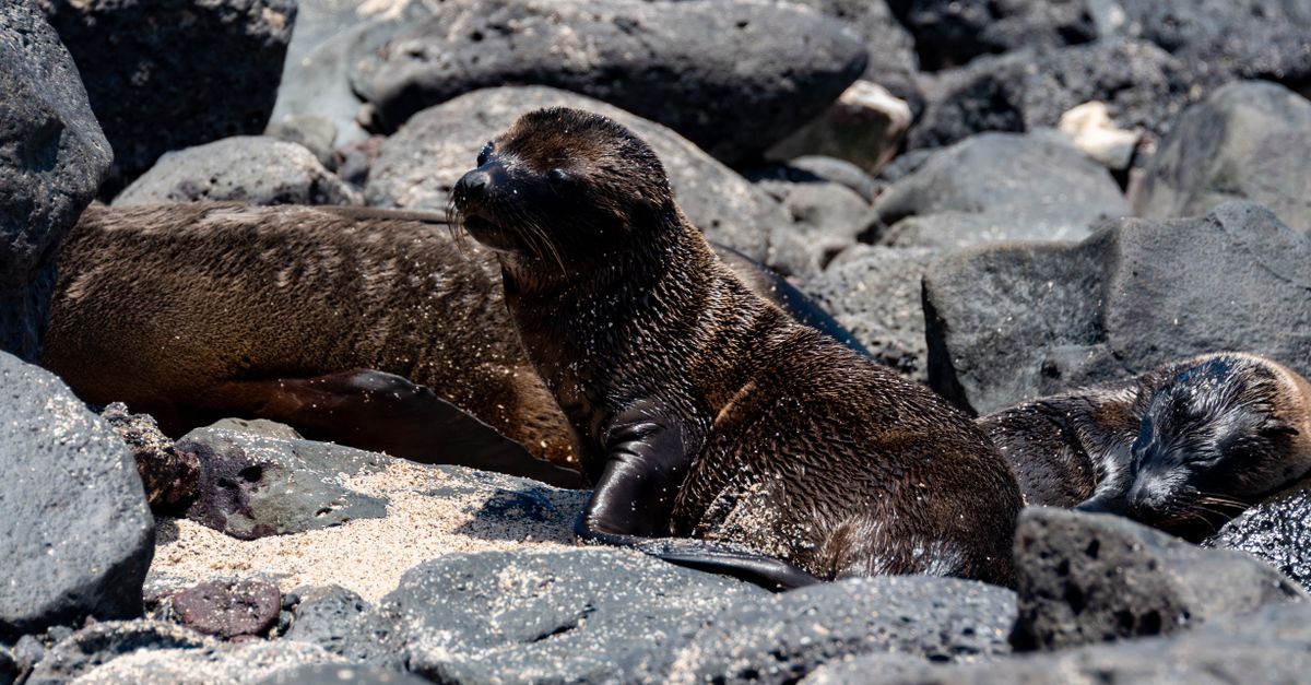 Red Rocks Seals Seals on Rocks · Free Stock Photo