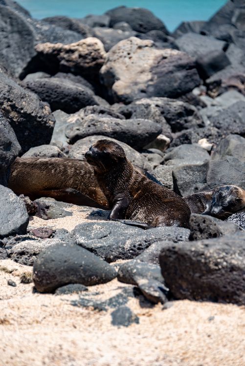 Red Rocks Seals Seals on Rocks · Free Stock Photo