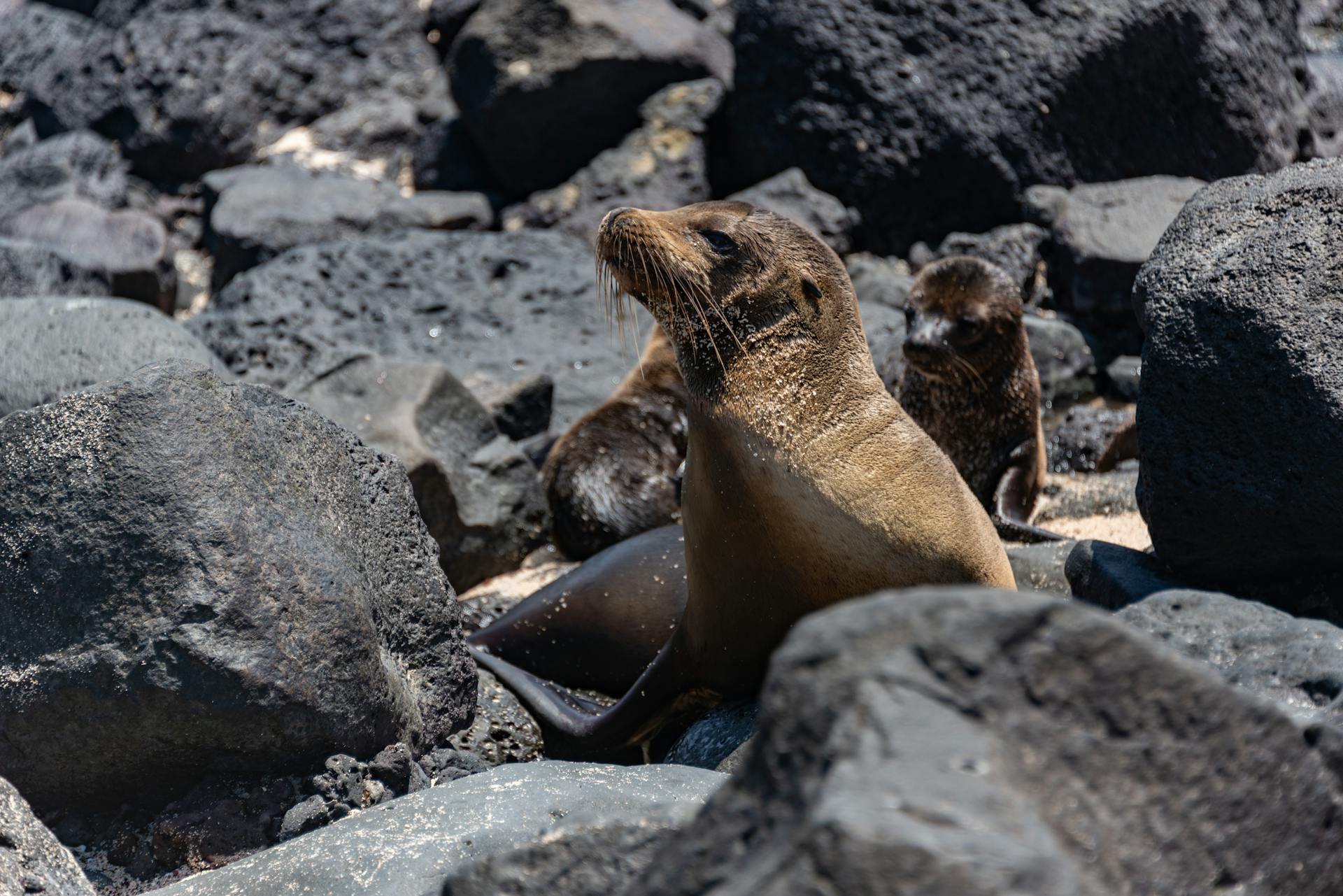 Seals among Rocks