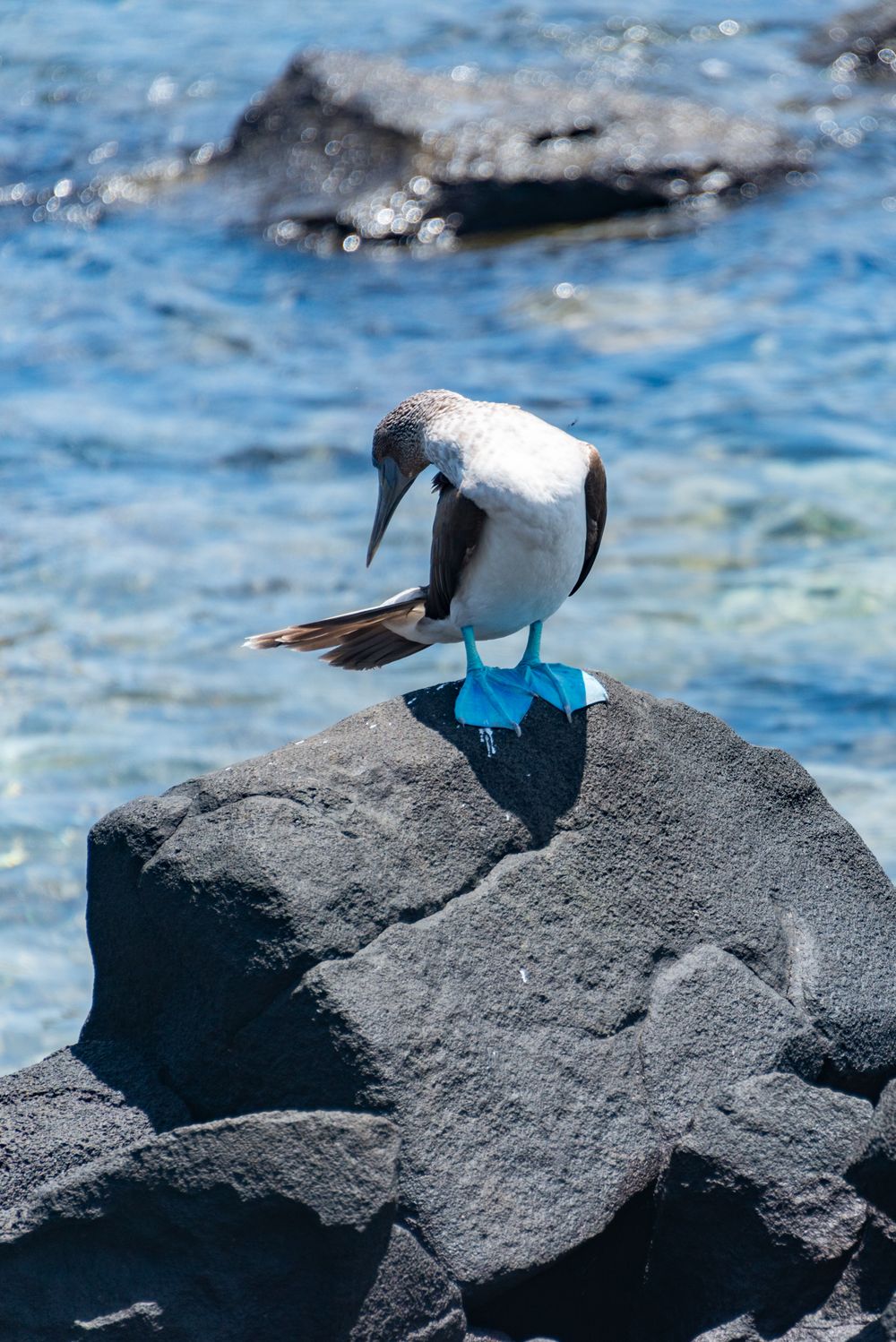 Piquero patiazul posado sobre una roca costera en Galápagos