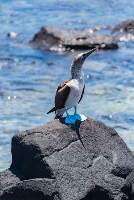 A blue-footed booby perched on a rock by the shoreline with ocean waves in the background.