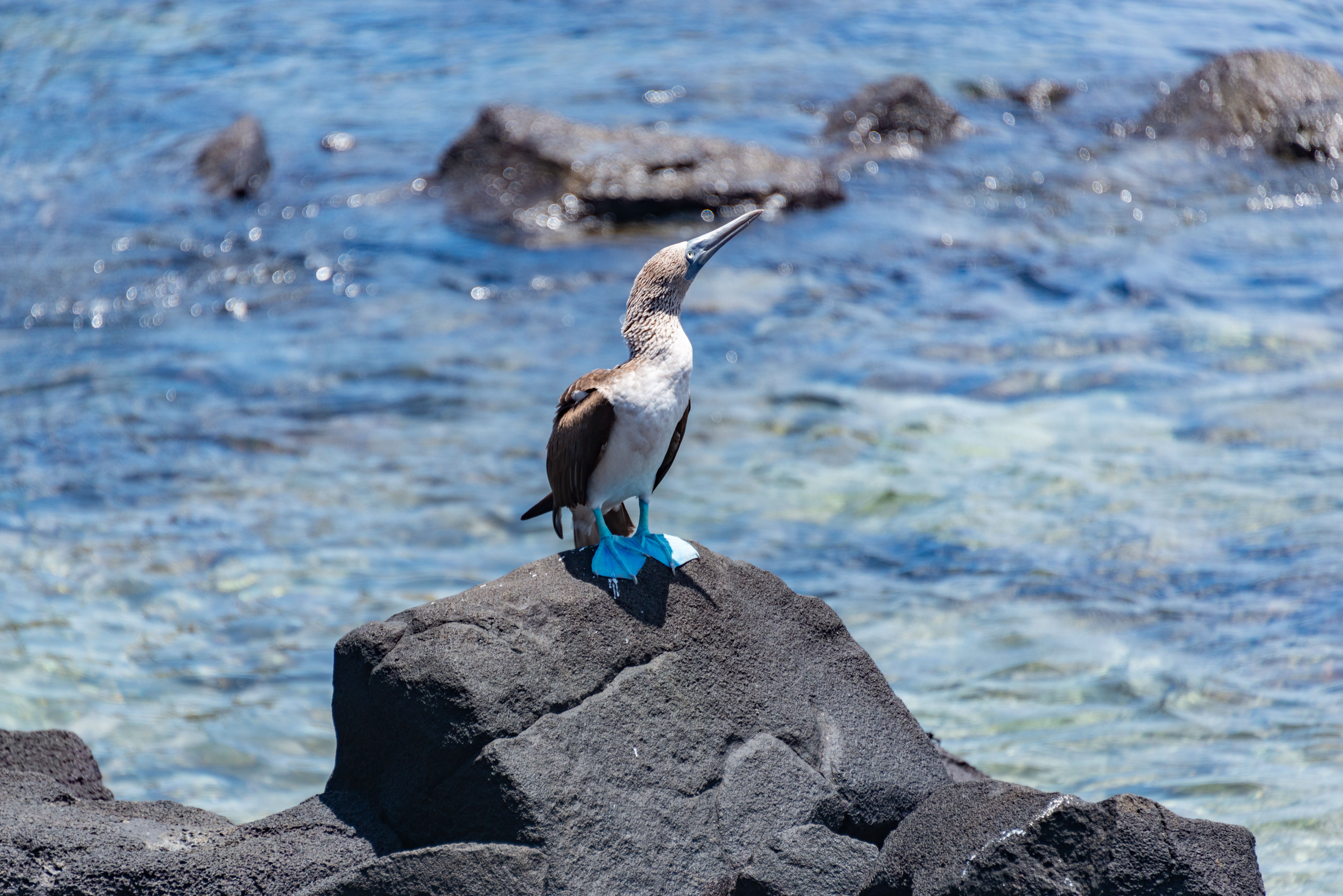 Galapagos Adaları