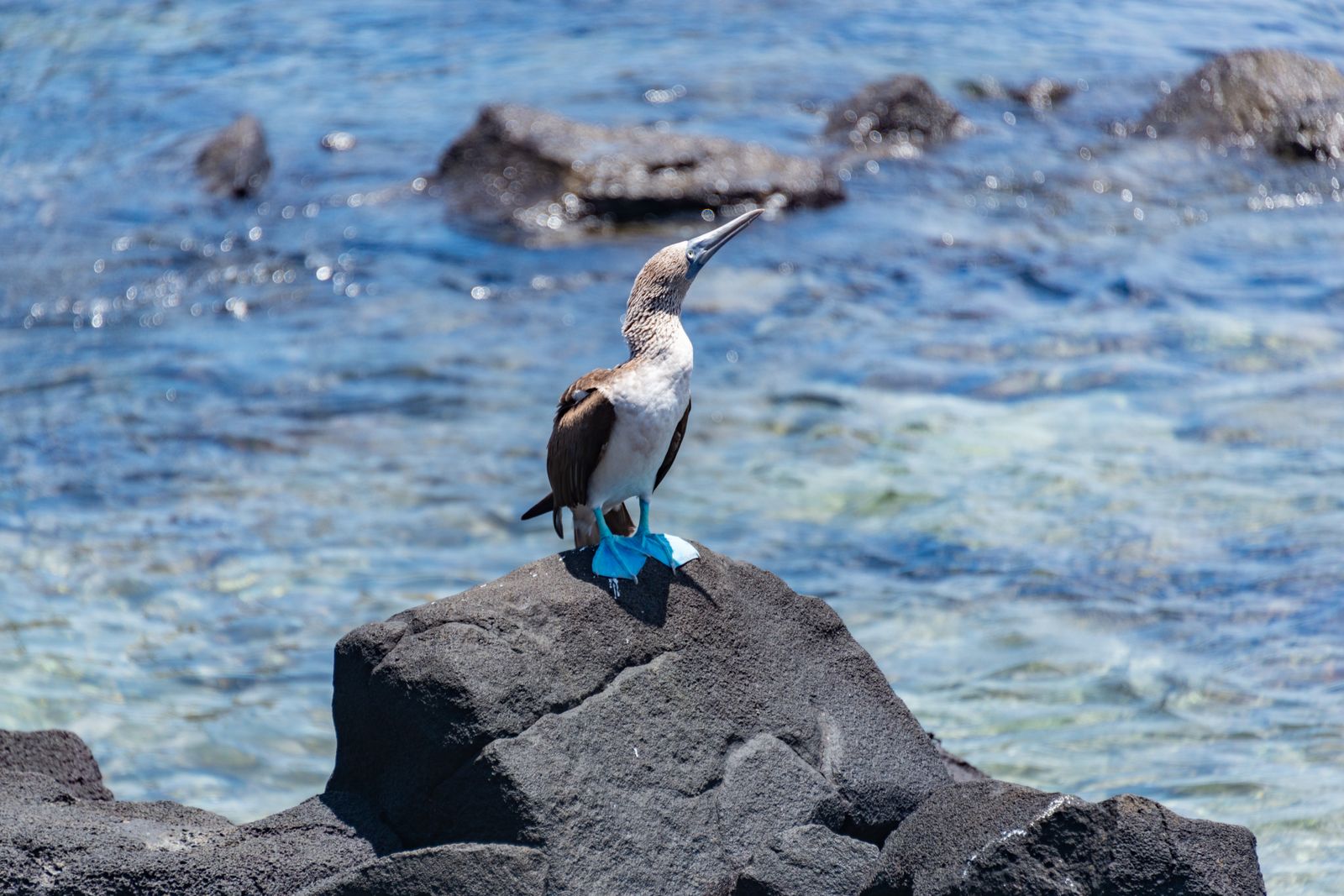 A blue-footed booby standing on dark lava rock beside clear shallow water in the Galapagos.