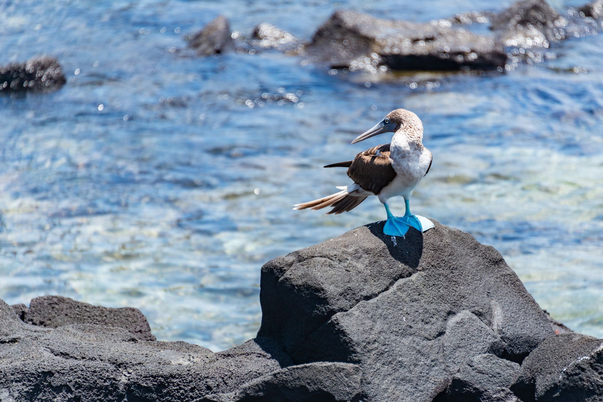 Booby Perching on a Rock