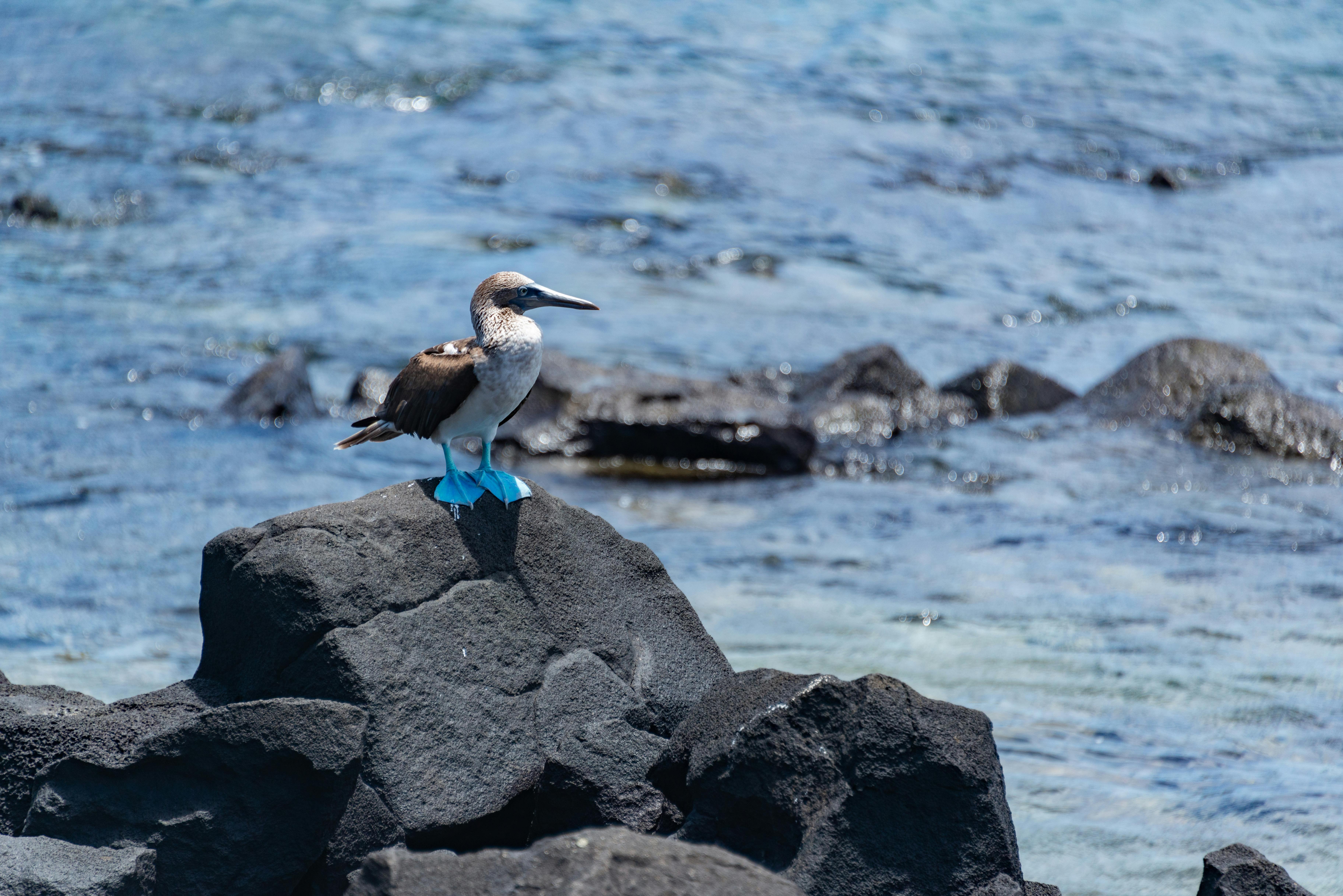 Galapagos in 3 Days — The Perfect Itinerary