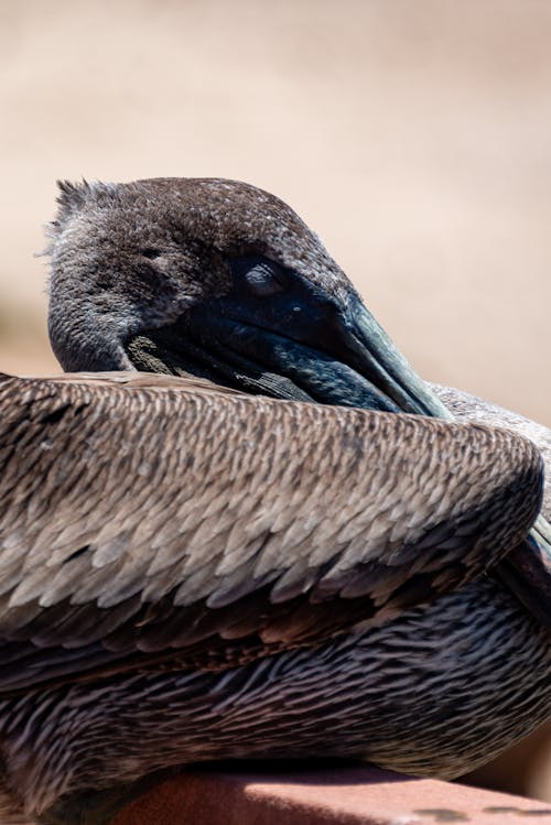 Ingyenes stockfotó állatfotók, barna pelikán, fej témában Stockfotó