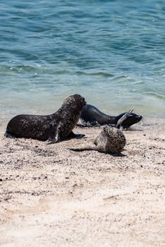 Seals basking under the sun on a sandy beach, showcasing coastal wildlife photography.