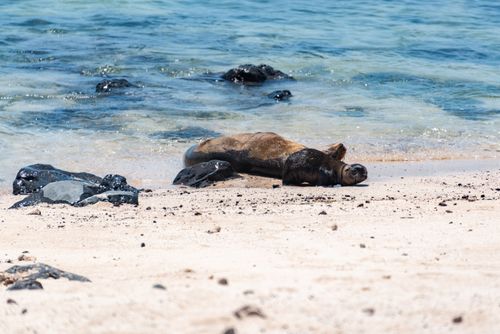 Free Two seals rest on a sandy beach by the clear blue ocean, basking in the sun. Stock Photo