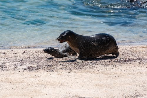 Free A pair of sea lions rest on the sandy shore by the blue ocean waves, showcasing coastal wildlife. Stock Photo