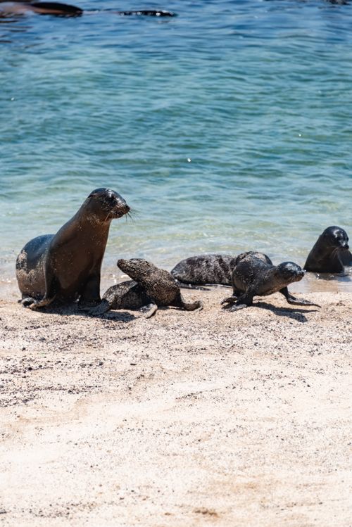 Free A group of seals basking on a sandy shore with clear sea water. Stock Photo