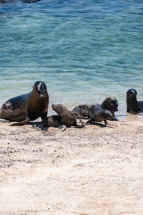 Free Group of seals basking on a sunny beach with calm sea background, highlighting wildlife in nature. Stock Photo