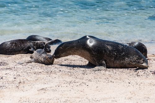 Free A group of seals enjoying a sunny day on a sandy beach by the sea. Stock Photo