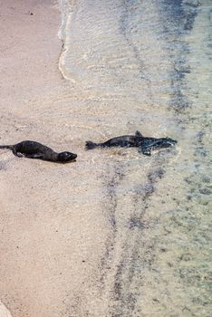 Two seals bask by the shoreline on a sandy beach, captured from a high angle.