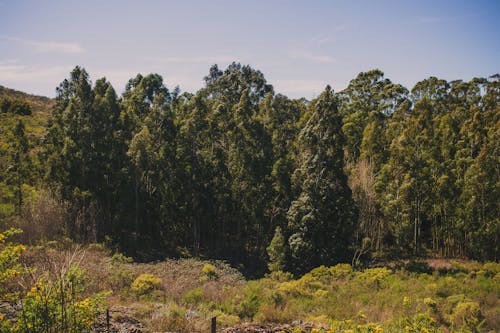 Immagine gratuita di alberi, campagna, foresta